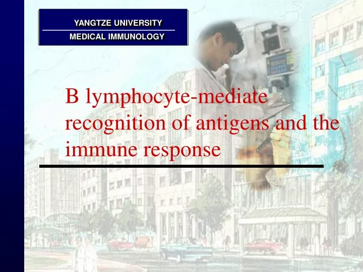 b lymphocyte mediate recognition of antigens and the immune response