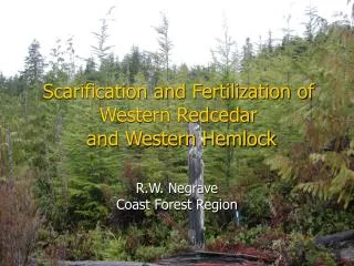Scarification and Fertilization of Western Redcedar and Western Hemlock