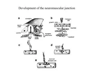 Development of the neuromuscular junction