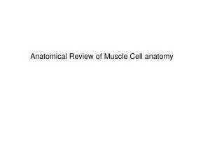 Anatomical Review of Muscle Cell anatomy