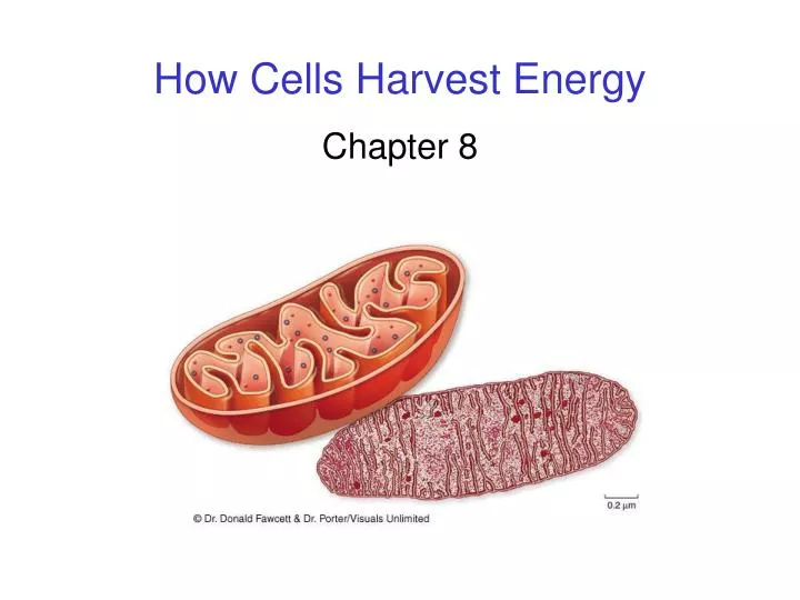 how cells harvest energy