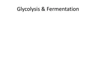 Glycolysis &amp; Fermentation