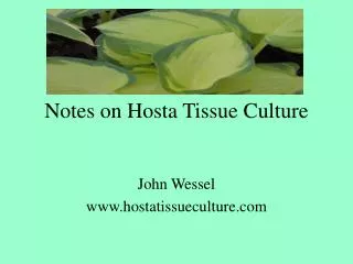 Notes on Hosta Tissue Culture