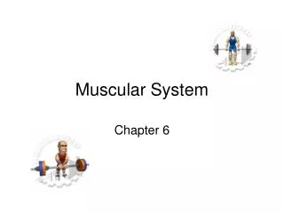 Muscular System