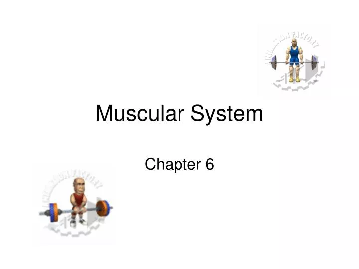 muscular system