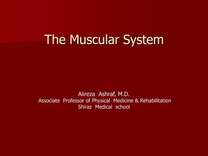 the muscular system