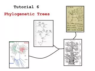 Phylogenetic Trees