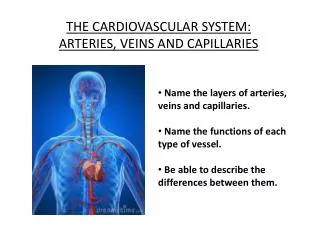 THE CARDIOVASCULAR SYSTEM: ARTERIES, VEINS AND CAPILLARIES