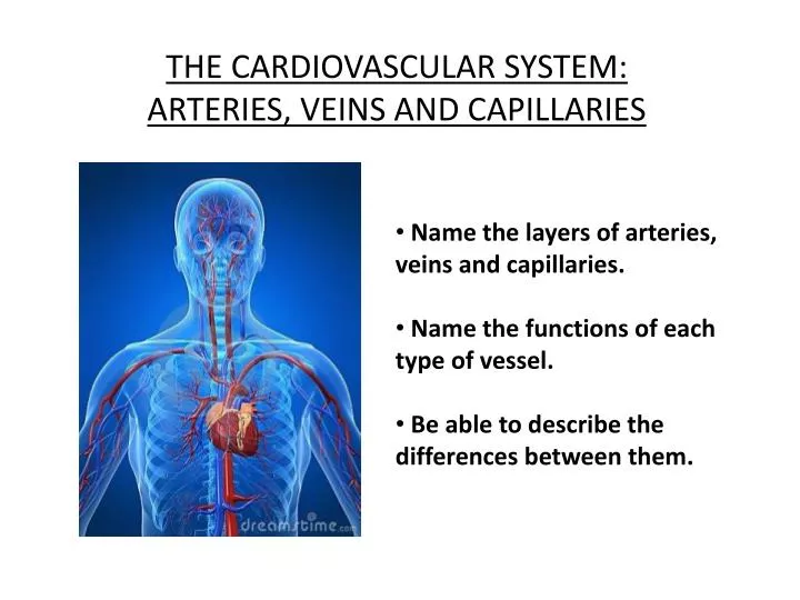 the cardiovascular system arteries veins and capillaries
