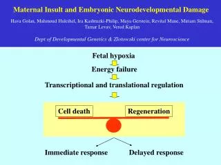 Maternal Insult and Embryonic Neurodevelopmental Damage