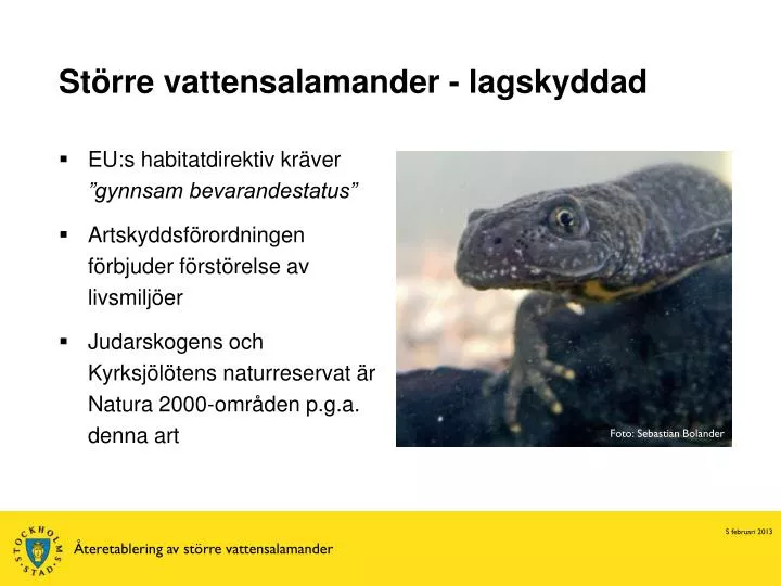 st rre vattensalamander lagskyddad