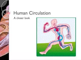 human circulation