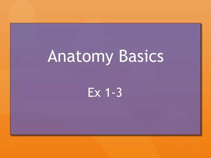 anatomy basics