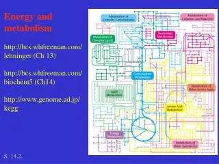 Energy and metabolism bcs.whfreeman/ lehninger (Ch 13)