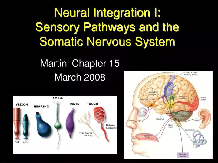 neural integration i sensory pathways and the somatic nervous system