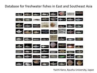 D atabase for freshwater fishes in East and Southeast Asia