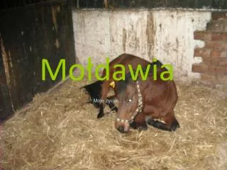 mo dawia