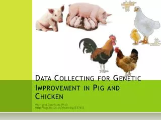 data collecting for genetic improvement in pig and chicken