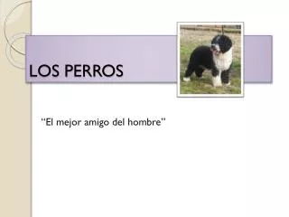 los perros