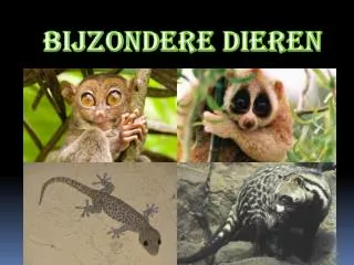bijzondere dieren