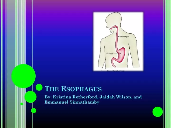 the esophagus