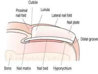 The most commonly reported nail conditions, seen by podiatrists, are: Onychocryptosis, 26%