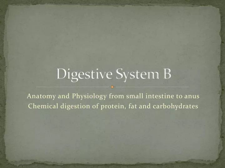 digestive system b