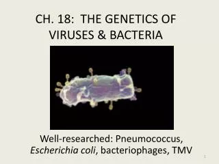 CH. 18: THE GENETICS OF VIRUSES &amp; BACTERIA
