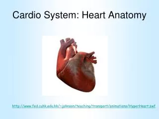 cardio system heart anatomy
