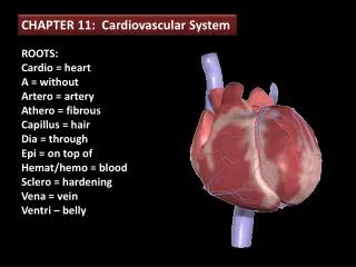 CHAPTER 11: Cardiovascular System