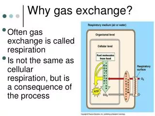 Why gas exchange?