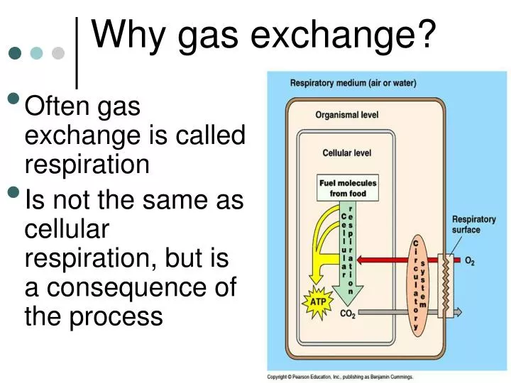 why gas exchange