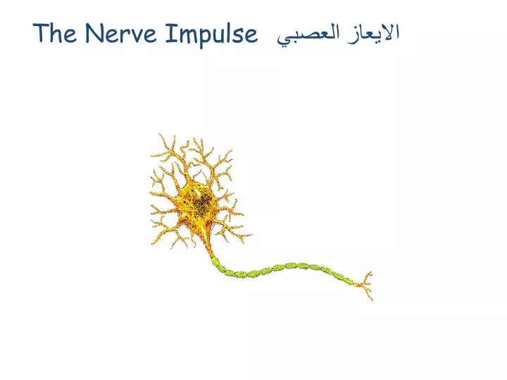 the nerve impulse