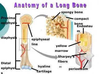 Distal epiphysis