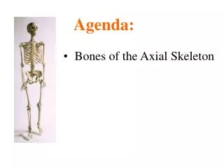 Bones of the Axial Skeleton