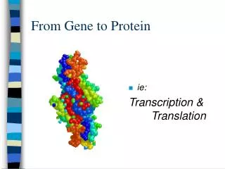 From Gene to Protein