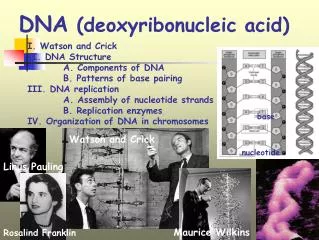 DNA (deoxyribonucleic acid)
