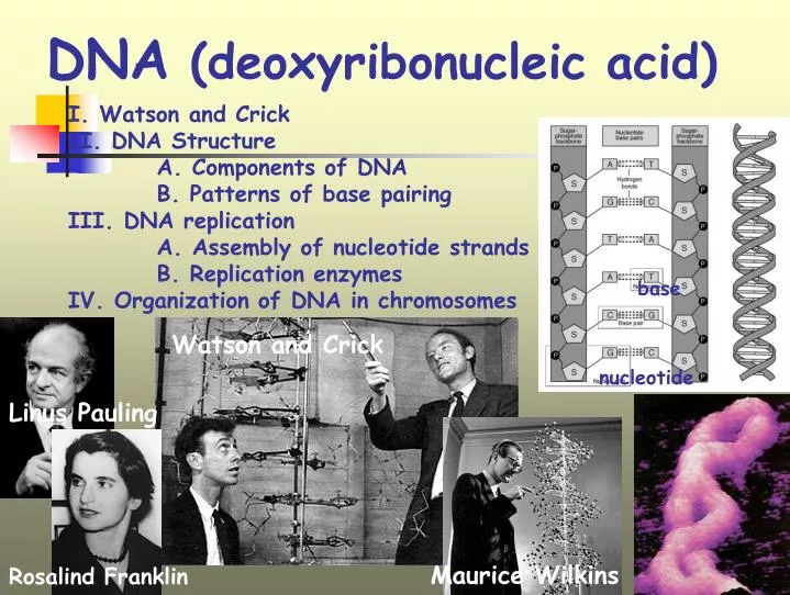 dna deoxyribonucleic acid