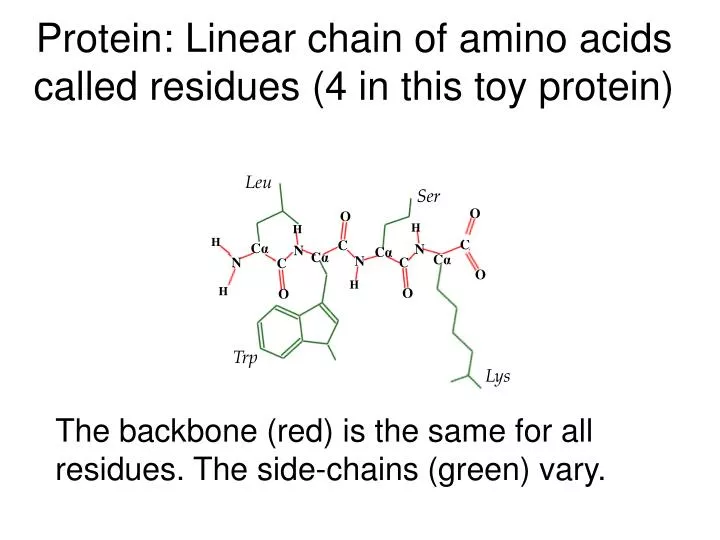 protein linear chain of amino acids called residues 4 in this toy protein