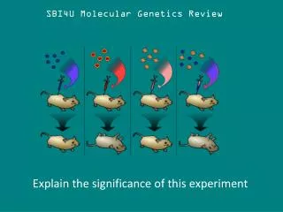 SBI4U Molecular Genetics Review