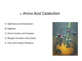 D- Amino Acid Catabolism