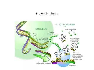 Protein Synthesis