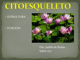 citoesqueleto