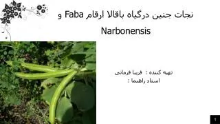 faba narbonensis