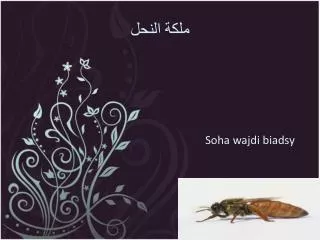 soha wajdi biadsy