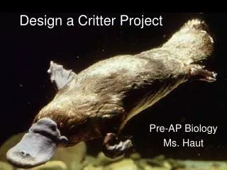 Design a Critter Project