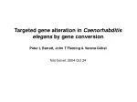 Targeted gene alteration in Caenorhabditis elegans by gene conversion - slide 1