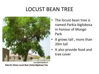 LOCUST BEAN TREE