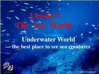 Lesson 3 The Sea World