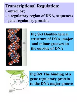 Transcriptional Regulation: Control by; - a regulatory region of DNA, sequences